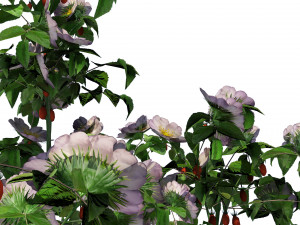 Rose Hip flower cluster 3D Model