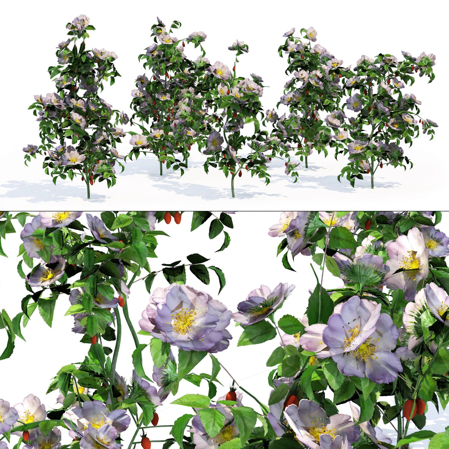 Rose Hip flower cluster 3D Model .c4d .max .obj .3ds .fbx .stl .blend 