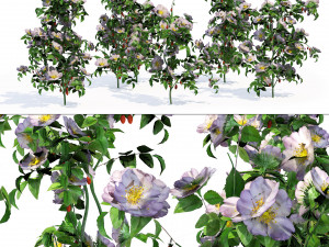 Rose Hip flower cluster 3D Model