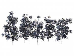 Rose Hip flower cluster 3D Model
