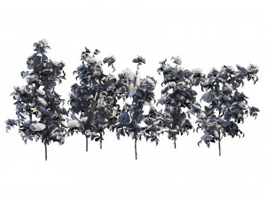 Rose Hip flower cluster 3D Model