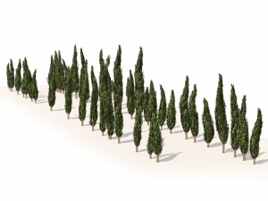 Mediterranean cypress trees 3D Model