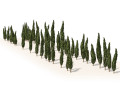 Mediterranean cypress trees 3D मॉडल