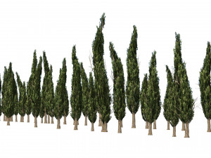 Mediterranean cypress trees Modèle 3D