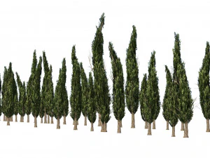 Ciprestes mediterr&acirc;neos Modelo 3D