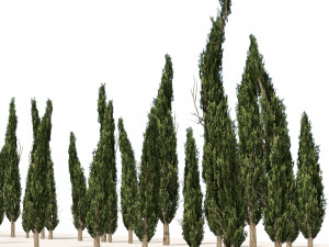 Mediterranean cypress trees Modèle 3D