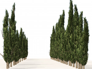 Mediterranean cypress trees Modèle 3D