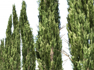 Mediterranean cypress trees Modèle 3D