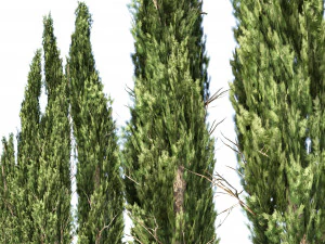 Ciprestes mediterr&acirc;neos Modelo 3D