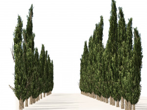 Mediterranean cypress trees Modèle 3D
