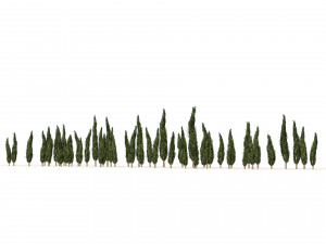 Mediterranean cypress trees Modèle 3D