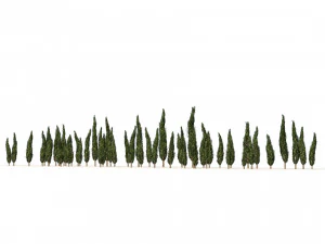 Ciprestes mediterr&acirc;neos Modelo 3D