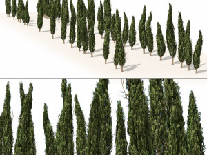 Mediterranean cypress trees Modèle 3D