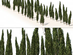 Ciprestes mediterr&acirc;neos Modelo 3D