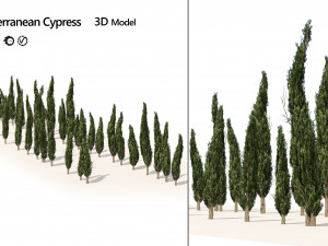 Mediterranean cypress trees Modèle 3D