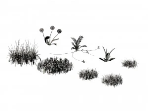 Garden Plants Collection 3D Model
