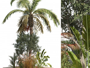 Island plants collection 3D 모델