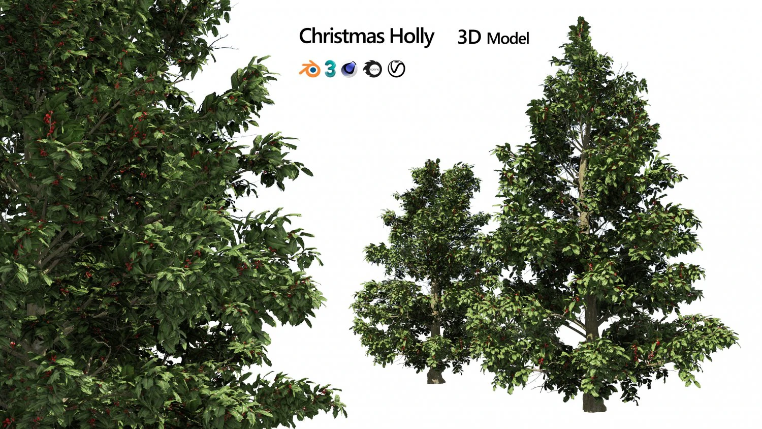 Scrub holly trees with red berries 3D Model .c4d .max .obj .3ds .fbx .stl .blend 