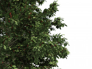 Scrub holly trees with red berries 3D Model