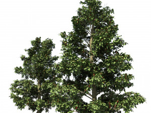 Scrub holly trees with red berries 3D Model