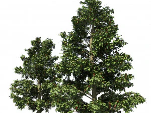 Scrub holly trees with red berries 3D Model