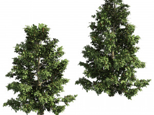 Scrub holly trees with red berries 3D Model