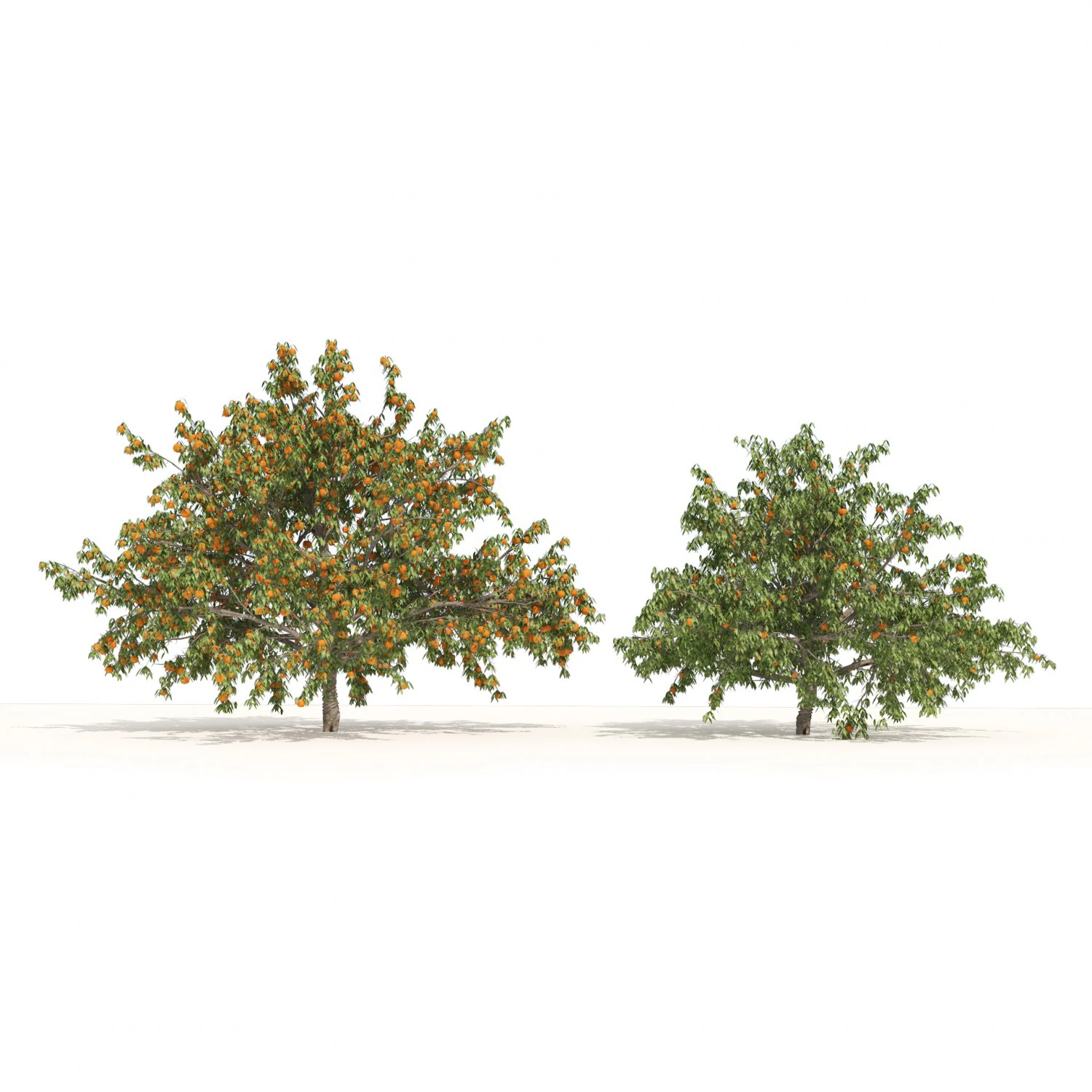 2 Freestone Peach fruit Trees 3D Model .c4d .max .obj .3ds .fbx .stl .blend 