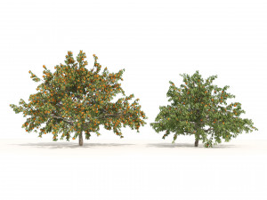 2 Freestone Peach fruit Trees 3D Model