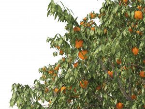 2 Freestone Peach fruit Trees 3D Model