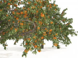 2 Freestone Peach fruit Trees 3D Model