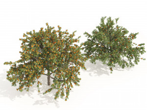 2 Freestone Peach fruit Trees 3D Model