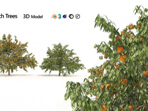 2 Freestone Peach fruit Trees 3D Model