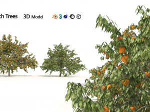 2 Freestone Peach fruit Trees 3D Model