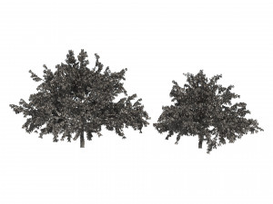 2 Freestone Peach fruit Trees 3D Model