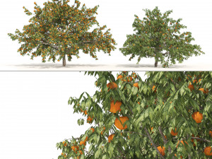 2 Freestone Peach fruit Trees 3D Model