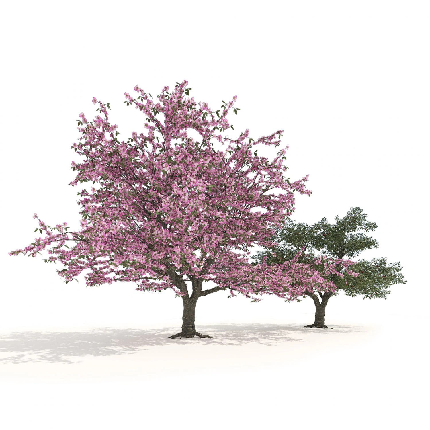 Cerejeiras floridas e frutíferas Modelo 3D .c4d .max .obj .3ds .fbx .stl .blend