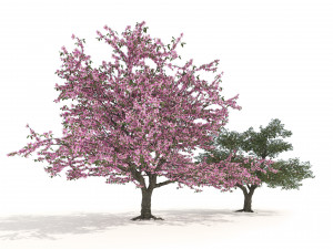 Blossom and fruit cherry trees 3D Model