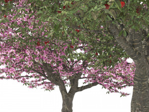Blossom and fruit cherry trees 3D Model