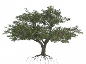 Blossom and fruit cherry trees 3D Model