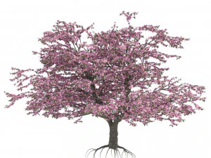 Cerejeiras floridas e frut&iacute;feras Modelo 3D