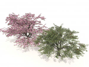 Cerejeiras floridas e frut&iacute;feras Modelo 3D