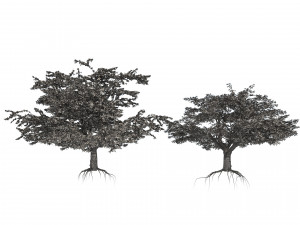 Blossom and fruit cherry trees 3D Model