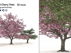 Blossom and fruit cherry trees 3D Model