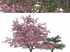 Cerejeiras floridas e frut&iacute;feras Modelo 3D