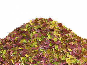 Mountain Maple Leafpile 3D Model