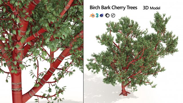 Red Bark cherry trees Modelo 3D .c4d .max .obj .3ds .fbx .stl .blend 