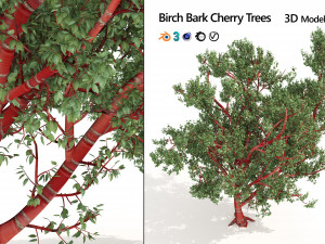 Red Bark cherry trees 3D Model