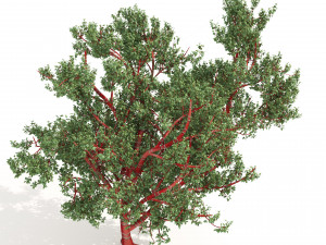 Red Bark cherry trees Modelo 3D