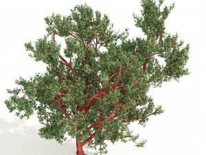 Cerezos de corteza roja Modelo 3D