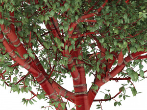 Red Bark cherry trees Modelo 3D